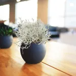 Srebrzyk, Mrozek Kalocefalus (Calocephalus) 20cm