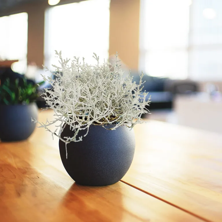 Srebrzyk, Mrozek Kalocefalus (Calocephalus) 20cm