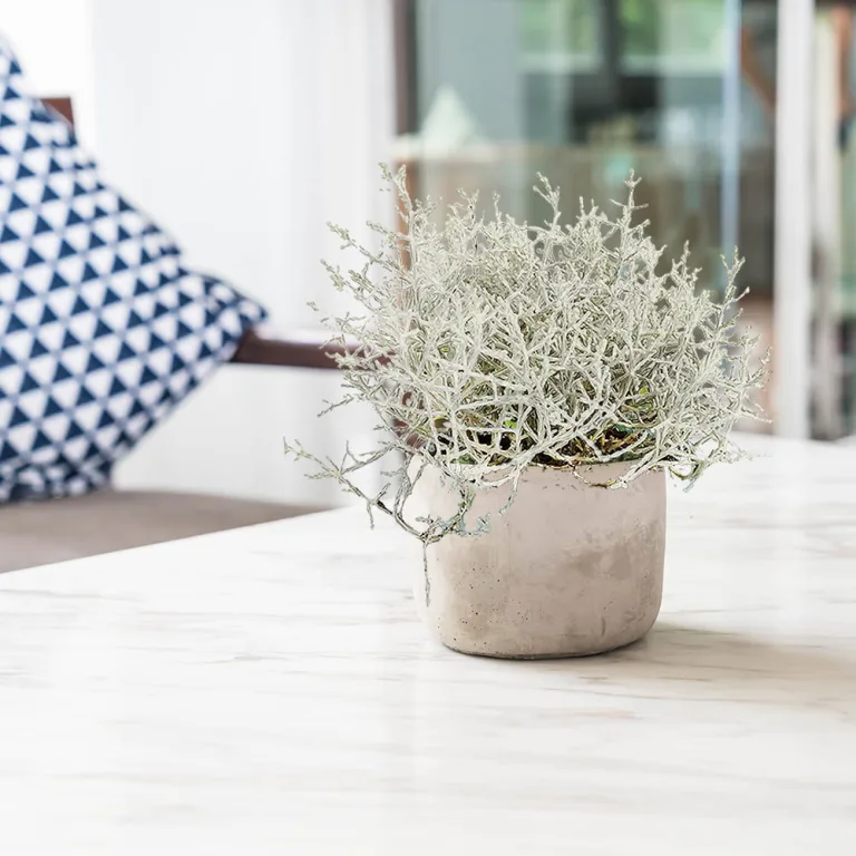 Srebrzyk, Mrozek Kalocefalus (Calocephalus) 20cm