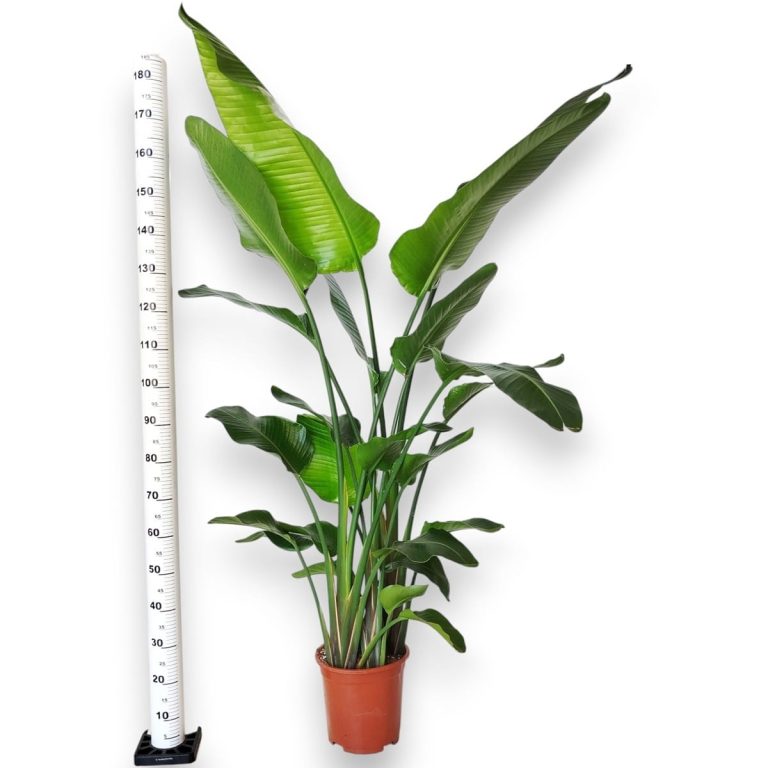 Strelicja biała (Strelitzia nicolai) 200cm