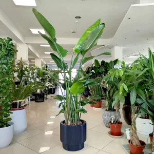 Strelicja biała (Strelitzia nicolai) 200cm