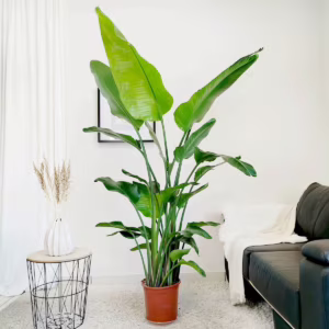 Strelicja biała (Strelitzia nicolai) 180-210cm