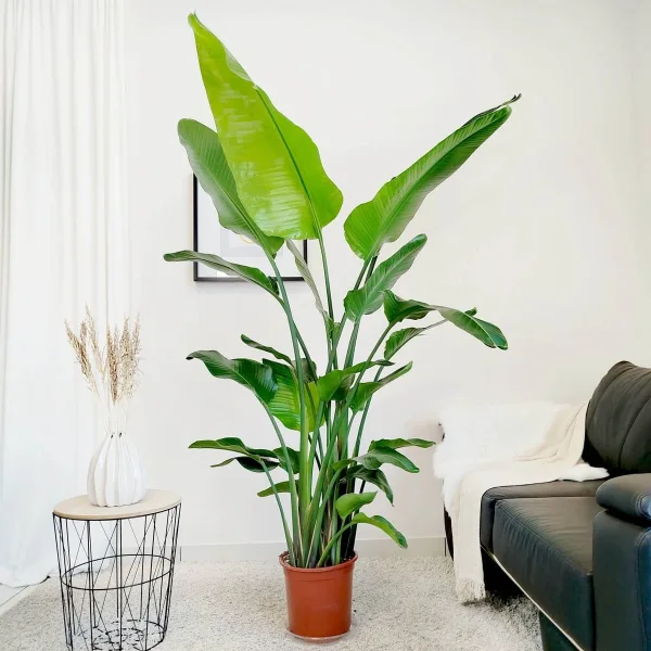 Strelicja biała (Strelitzia nicolai) 200cm