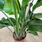 Strelicja biała (Strelitzia nicolai) 200cm