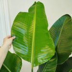 Strelicja biała (Strelitzia nicolai) 200cm