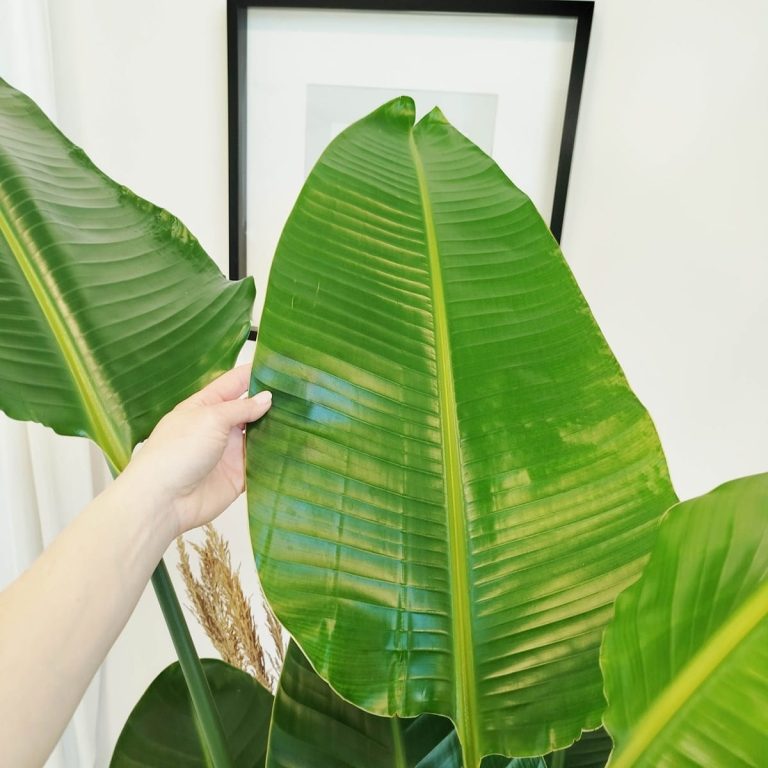 Strelicja biała (Strelitzia nicolai) 200cm