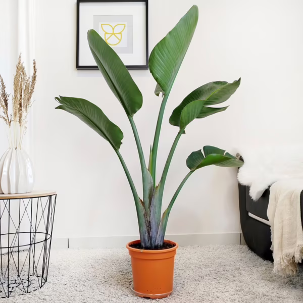 Strelicja biała (Strelitzia nicolai augusta) 125-135cm