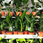 Strelicja królewska (Strelitzia reginae) 35cm