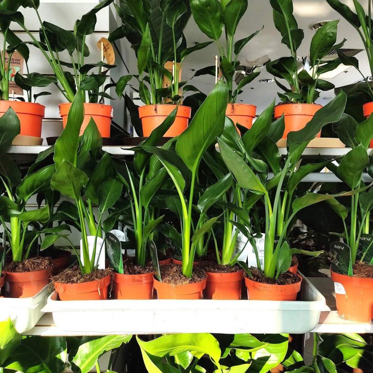 Strelicja królewska (Strelitzia reginae) 35cm