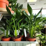 Strelicja królewska (Strelitzia reginae) 45cm