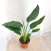 Strelicja królewska (Strelitzia reginae) 35-45cm