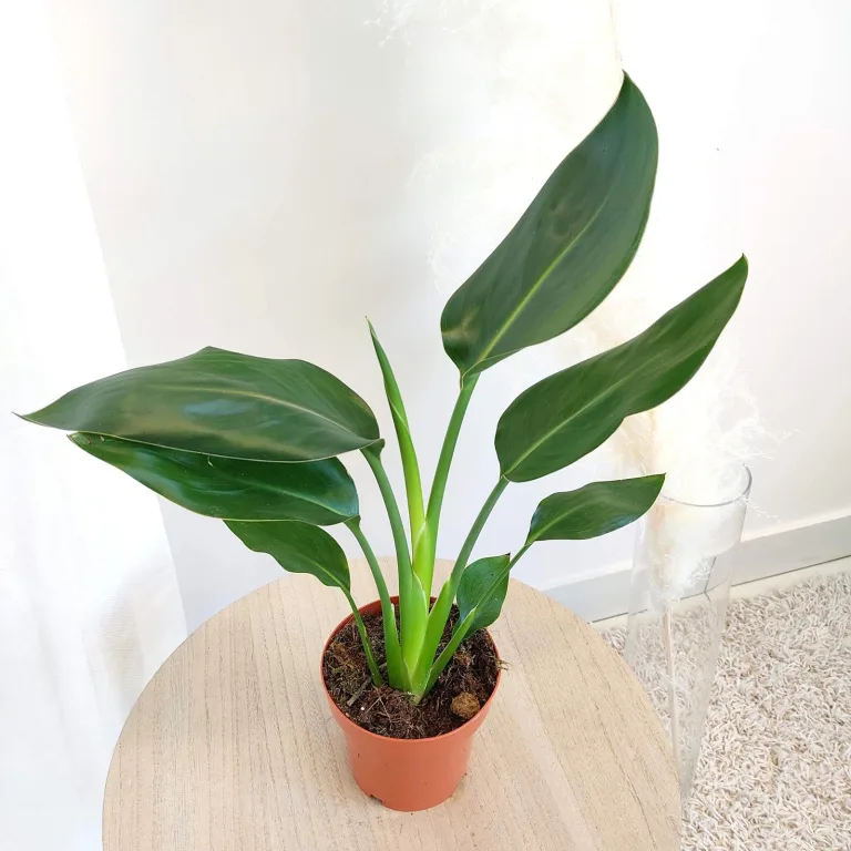 Strelicja królewska (Strelitzia reginae) 45cm