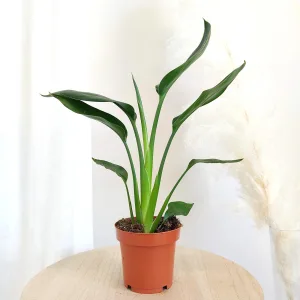 Strelicja królewska (Strelitzia reginae) 45cm