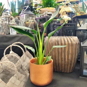 Strelicja królewska (Strelitzia reginae) 45cm