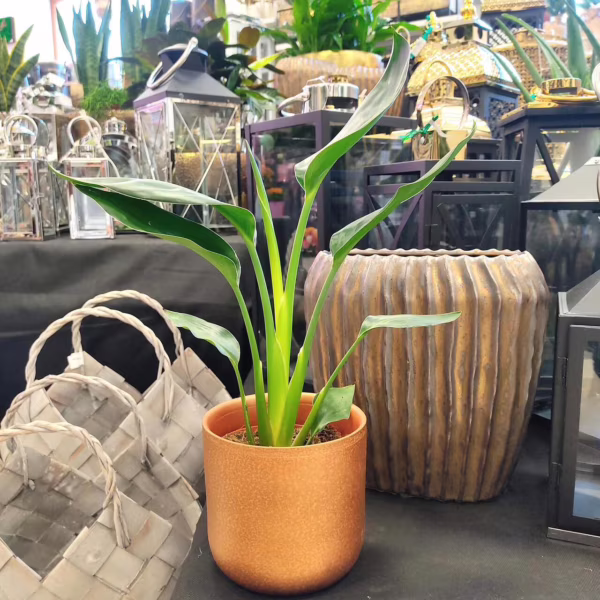 Strelicja królewska (Strelitzia reginae) 40cm