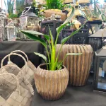 Strelicja królewska (Strelitzia reginae) 45cm