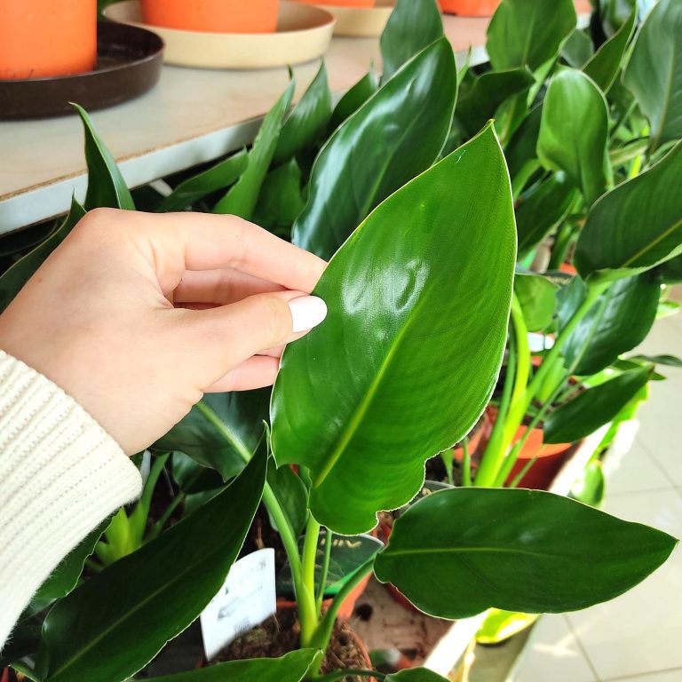 Strelicja królewska (Strelitzia reginae) 35cm