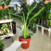 Strelicja królewska (Strelitzia reginae) 35-45cm
