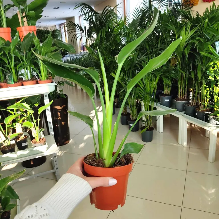 Strelicja królewska (Strelitzia reginae) 45cm