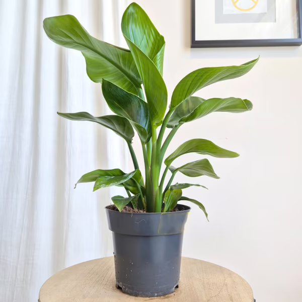 Strelicja biała (Strelitzia nicolai) 45-60cm