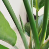 Strelicja biała (Strelitzia nicolai) 150-165cm