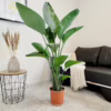Strelicja biała (Strelitzia nicolai) 150-165cm