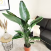 Strelicja biała (Strelitzia nicolai) 150-165cm