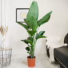Strelicja biała (Strelitzia nicolai) 150-165cm