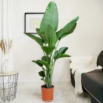 Strelicja biała (Strelitzia nicolai) 160cm