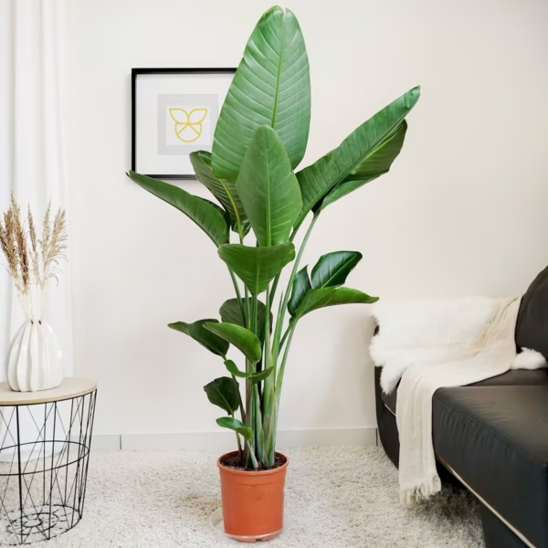 Strelicja biała (Strelitzia nicolai) 160cm