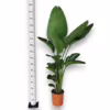 Strelicja biała (Strelitzia nicolai) 150-165cm