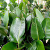 Strelicja biała (Strelitzia nicolai) 150-165cm