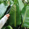 Strelicja biała (Strelitzia nicolai) 150-165cm