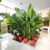 Strelicja biała (Strelitzia nicolai) 150-165cm