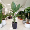 Strelicja biała (Strelitzia nicolai) 150-165cm