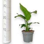 Strelicja biała (Strelitzia nicolai) 30cm