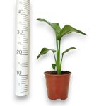 Strelicja biała (Strelitzia nicolai) 40cm