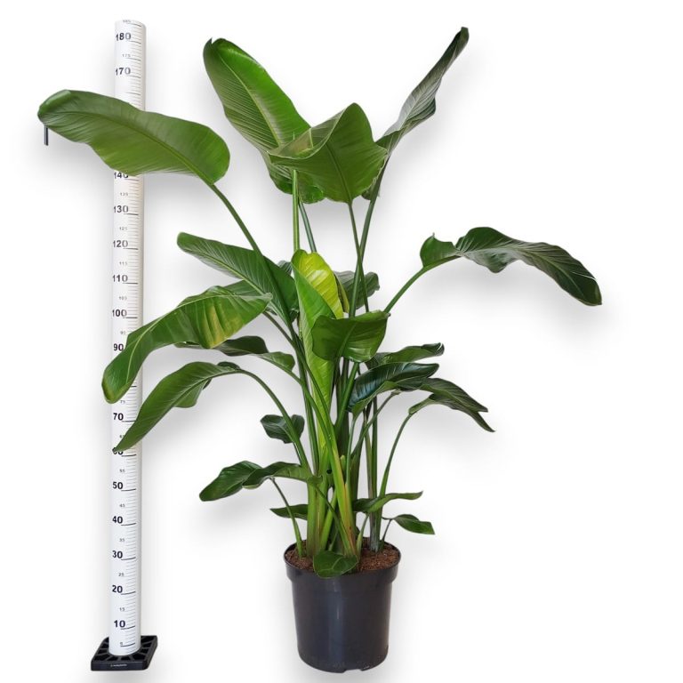 Strelicja biała (Strelitzia nicolai) 175cm