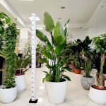 Strelicja biała (Strelitzia nicolai) 175cm