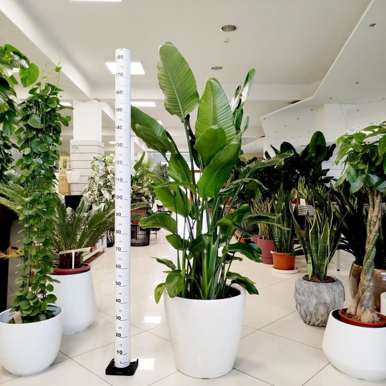 Strelicja biała (Strelitzia nicolai) 175cm