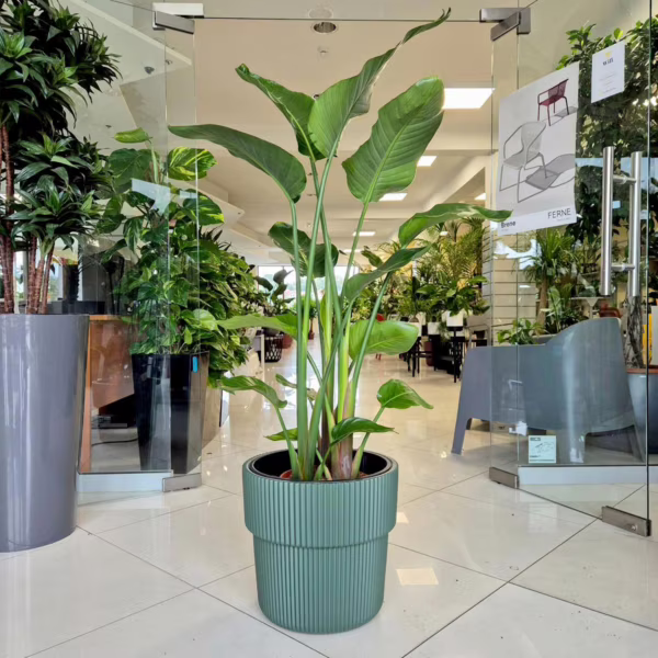 Strelicja biała (Strelitzia nicolai) 130-140cm