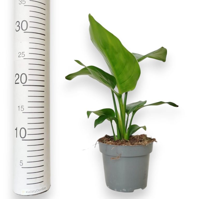 Strelicja biała (Strelitzia nicolai) 30cm
