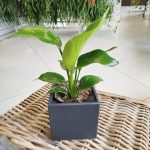 Strelicja biała (Strelitzia nicolai) 30cm