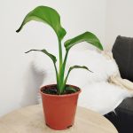 Strelicja biała (Strelitzia nicolai) 40cm