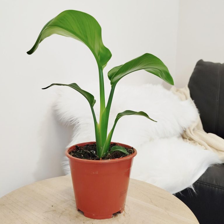 Strelicja biała (Strelitzia nicolai) 40cm