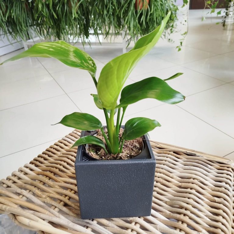 Strelicja biała (Strelitzia nicolai) 30cm