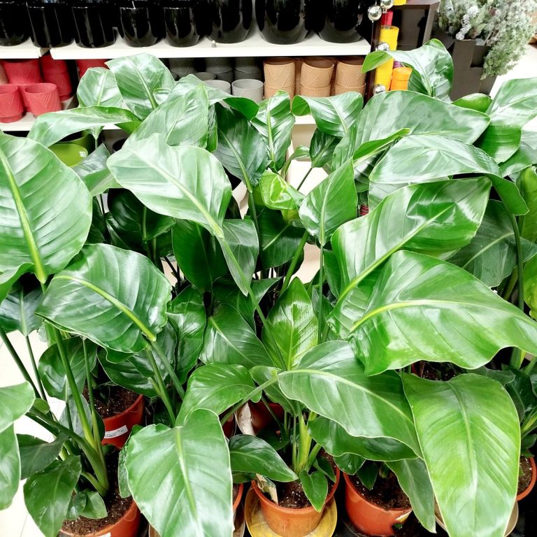 Strelicja biała (Strelitzia nicolai) 100cm