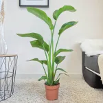 Strelicja biała (Strelitzia nicolai) 100cm