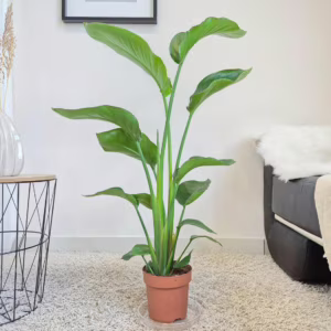 Strelicja biała (Strelitzia nicolai) 95-100cm