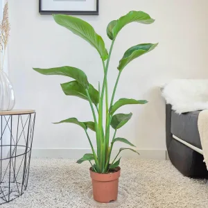 Strelicja biała (Strelitzia nicolai) 100cm